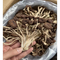 特級茶樹菇 100g/包